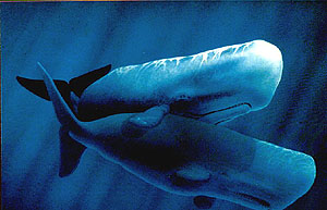 Sperm whales hugging, Jean-Luc Bozzoli